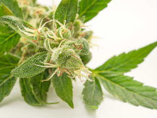 Close-up of a marijuana buds flower on a white background