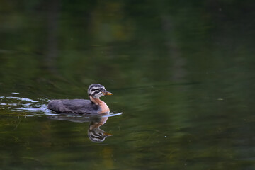 Canvas Print - A red-necked grebe (Podiceps grisegena) chick swims with its reflection on an Alaska lake.