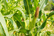 Closeup Of Cornfield With Corn Ear And Silk Growing On Cornstalk. Concept Of Crop Health, Pollination And Fertilization