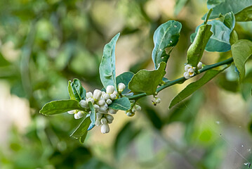 Sticker - lemon blossoms not yet blooming