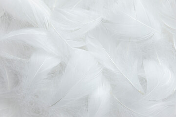 Wall Mural - white feathers texture background. swan feathers