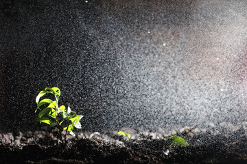 Wall Mural - Green sprout on the ground. Spring concept. Seedlings in the ground. Updating nature is an idea. Hands plant a sprout in the ground.