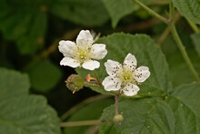Bright White Bramble Flower - Rubus Caesius