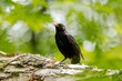 Kos / Common blackbird