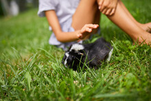 A Little Girl Play With Black Guinea Pig Sitting Outdoors In Summer