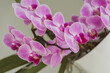 Viele Orchideen - knabenkräuter