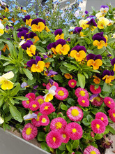 Colorful Pansy Flowers And Red Daisies In A Flowerpot