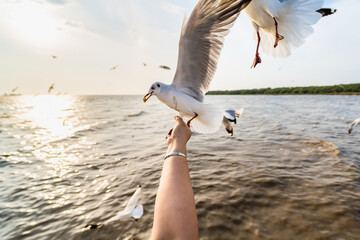 Wall Mural - Seagull eating food in the sky from human hand at Samut Prakan, Thailand.