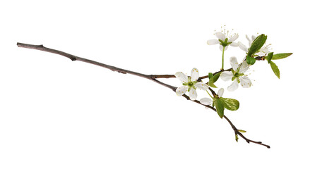 Wall Mural - spring twig with small green leaves and flowers of cherry isolated on white