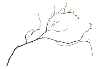 Wall Mural - Spring twig with small green buds of leaves isolated