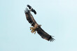 Bielik i wrona siwa / White-tailed eagle and Hooded crow