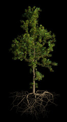 Wall Mural - small tree with roots, isolated on black background 