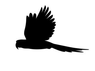 Wall Mural - Silhouette flying macaw parrot