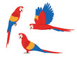 Set of colorful macaw parrots