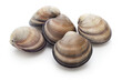 asian venus clam (cyclina sinensis) 
