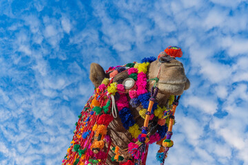 Wall Mural - Decorated camel head in desert Thar during the annual Pushkar Camel Fair near holy city Pushkar, Rajasthan, India