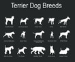 Terrier dog breeds collection vector silhouette illustration isolated on black background. Manchester terrier, Boston, Scottish terrier. Airedale, Wire Fox. Pit bull. Stafford dog. Jack Russell. 