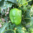 green peppers in the garden
