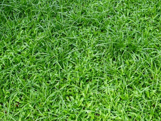 Canvas Print - green grass on the lawn texture