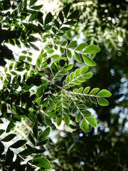 Wall Mural - green leaf of Barbados Pride tree ( Caesalpinia pulcherrima (L.) Sw. ) with sunlight