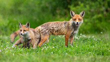 Family Of Red Foxes, Vulpes Vulpes, Cuddling On A Green Meadow With Flowers. Mother Wild Animal Together With Her Young Cubs Standing On A Grass. Peaceful Nature Scenery.