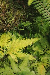 green fern in the forest