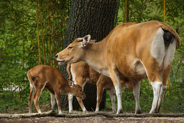 Sticker - Javan banteng (Bos javanicus), also known as the tembadau