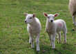 Twin lambs, Derbyshire England 