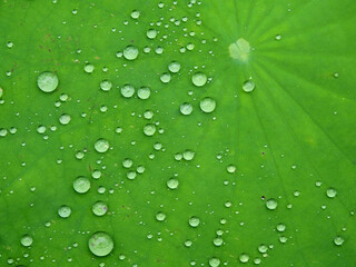 Poster - water drop on green leaf of lotus after rain