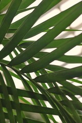 palm leaves background