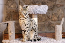 Incredible Savannah Cat That Almost Looks Like A Serval