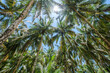 Palmtrees with viw in the sky II