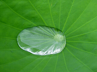 Sticker - water drop on green leaf of lotus after rain