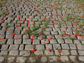 Wall Mural - red pride of barbados ( Caesalpinia pulcherrima (L.) Sw. ) falling on stone pavement in the garden