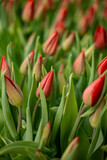 Fototapeta Tulipany - Closeup beautiful red tulips buds green leaves and stems with blurred copyspace
