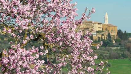 Wall Mural - Flowering pink tree in spring season with the Dome of Pienza on the background. Val d'Orcia, Tuscany. Italy