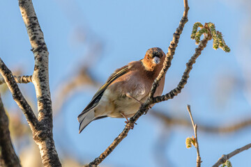 Common Chaffinch perched on a tree branch