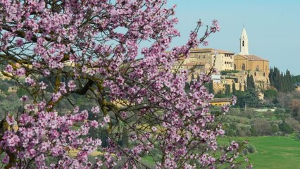 Wall Mural - The Dome of Pienza with flowering pink tree on foreground in spring season. Val d'Orcia, Tuscany. Italy