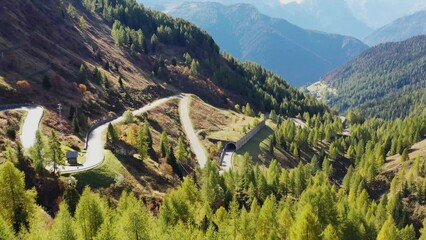 Wall Mural - a road with curves among the woods. aerial view from a drone. the dolomite alps, italy. summer lands