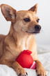 Vertical portrait of a dog with toy against a blurred white background. A female mixed-breed dog with big pointy ears holding a squeaky red toy between her paws