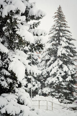 Wall Mural - Part of the forest landscape, with snow-covered fir trees and branches. There is a lot of snow on the trees. . Huge spruce trees, in the forest, covered with snow.