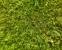 Top View Of Green Grass. Grass On The Field During Sunrise Background Texture. Green Fields