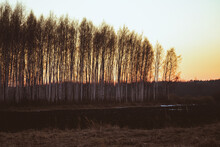 Leafless Birch Forest In Sunset Light