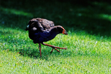 Wall Mural - Australasian swamphen