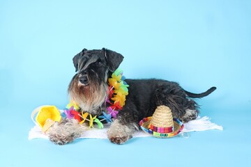 Wall Mural - Funny dog with Hawaiian collar sunglasses beach towel ready for summer vacation on colorful background 