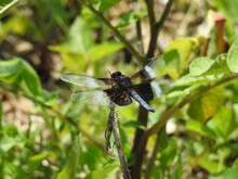 A Common Whitetail Skimmer Dragonfly Perched On A Tiny Branch In The Pocono Mountains, Pennsylvania. 