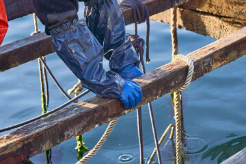 Trabajo en batea industria mejillonera