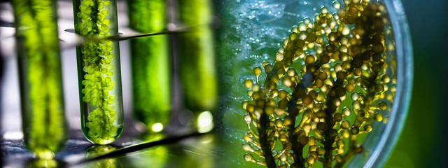 banner background of green alga nature plant, concept of environmental science and medical vaccine r