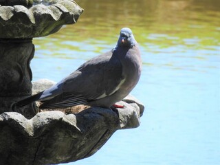 Wall Mural - Pigeon on a small fountain