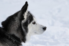 Portrait Of A Siberian Husky Dog In Winter Against The Background Of White Snow. A Dog Of A Sled Breed Shot In Profile Close-up.